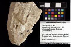 Foto (Objket + Etiketten) von Goniodromites bidentatus (Reuss, 1859) 